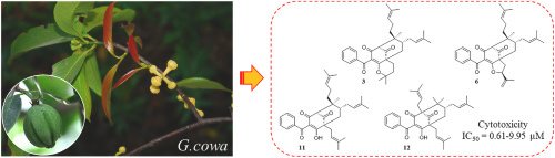 Read more about the article Garcowacinols A-J, cytotoxic polyprenylated benzoylphloroglucinol derivatives from the twigs of Garcinia cowa