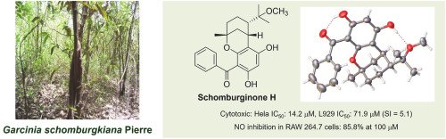 Read more about the article Schomburginones A‒J, geranylated benzophenones from the leaves of Garcinia schomburgkiana and their cytotoxic and anti-inflammatory activities