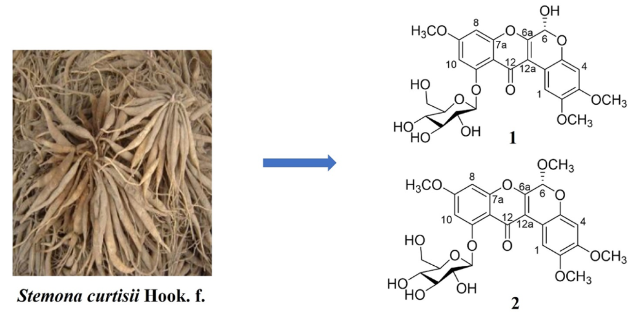 Read more about the article Two new rotenoid glycosides from the rhizomes of Stemona curtisii Hook. f