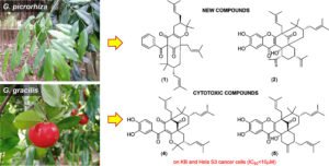 Read more about the article Polyprenylated Benzoylphloroglucinols dari Spesies Garcinia dan Efek Sitotoksiknya terhadap Sel Kanker